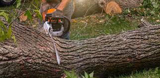 Best Tree Risk Assessment  in Fayetteville, AL